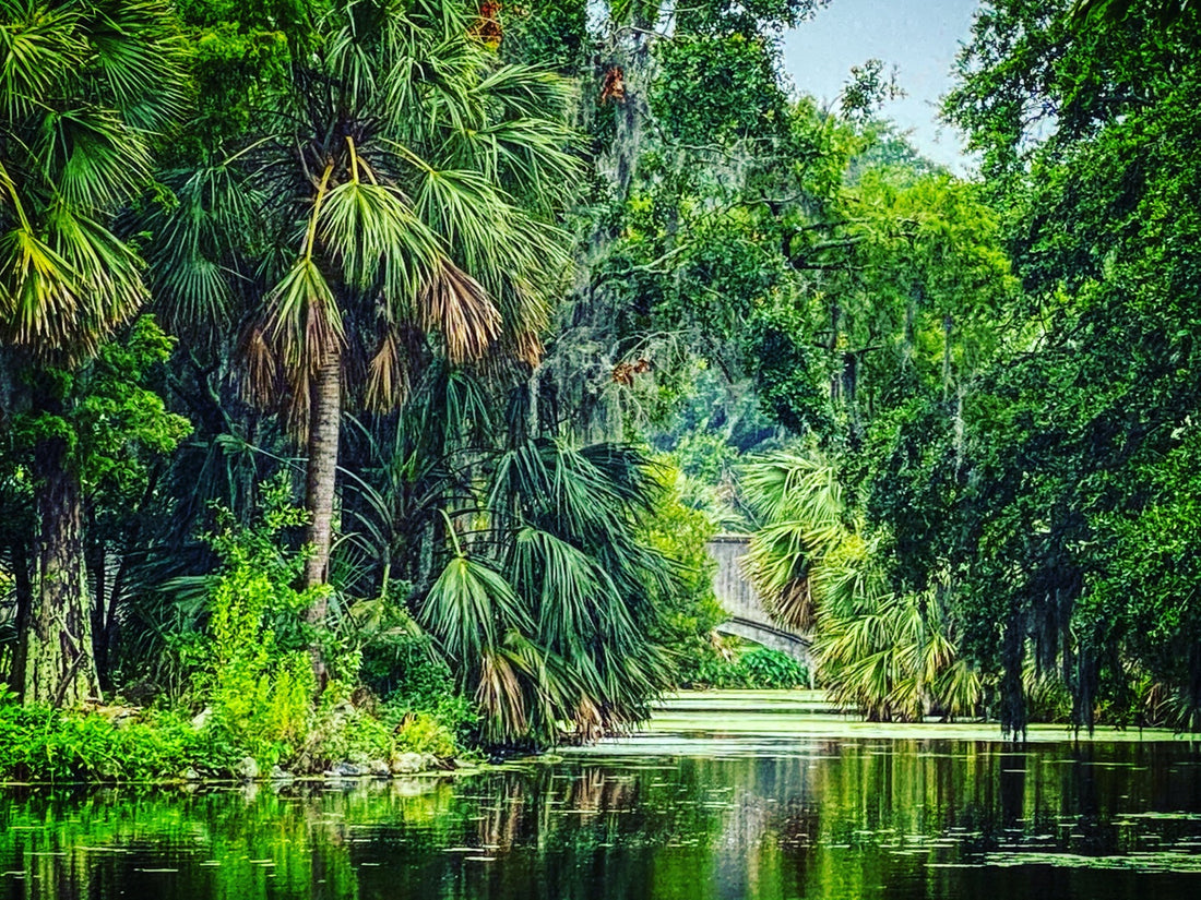 Green Louisiana bayou landscape